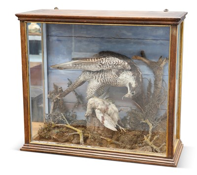 Lot 617 - TAXIDERMY: A VICTORIAN CASED PEREGRINE FALCON (FALCO PEREGRINUS), BY G. VESSEY, RAMSEY