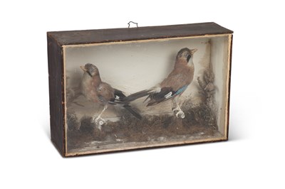 Lot 186 - TAXIDERMY: A PAIR OF CASED JAYS (GARRULUS GLANDARIUS)