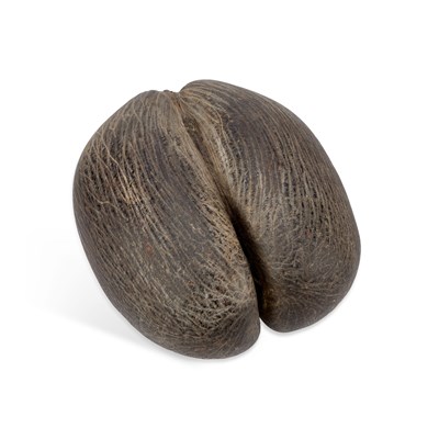 Lot 936 - A LARGE COCO DE MER NUT