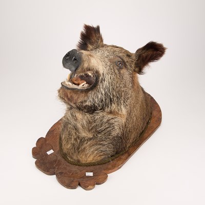 Lot 866 - A EUROPEAN WILD BOAR (SUS SCROFA)