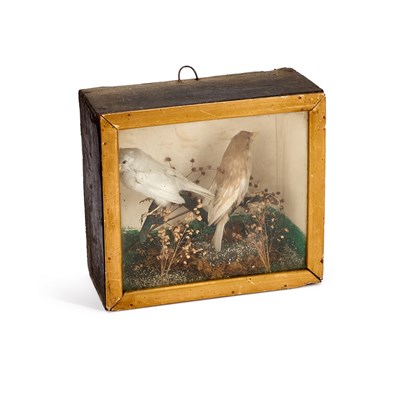 Lot 1229 - TAXIDERMY: TWO BIRDS