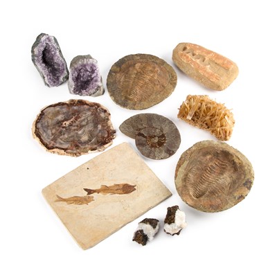 Lot 1059 - A COLLECTION OF FOSSIL AND MINERAL SPECIMENS