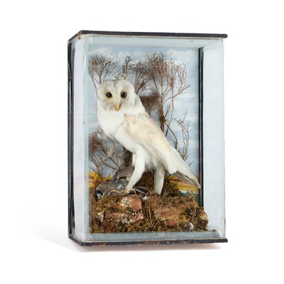 Lot 969 - TAXIDERMY: A LATE VICTORIAN BARN OWL (TYTO ALBA)