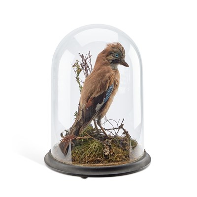 Lot 968 - TAXIDERMY: A EUROPEAN JAY (GARRULUS GLANDARIUS)