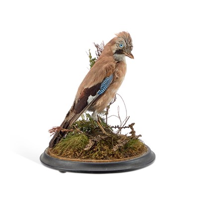 Lot 968 - TAXIDERMY: A EUROPEAN JAY (GARRULUS GLANDARIUS)