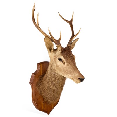 Lot 692 - TAXIDERMY: A RED DEER STAG (CERVUS ELAPHUS)