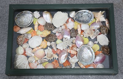 Lot 199 - A LARGE COLLECTION OF SHELLS