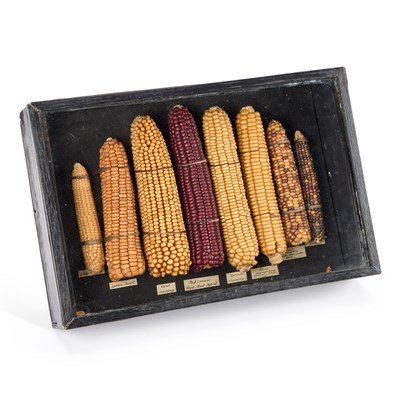 Lot 520 - AN EARLY 20TH CENTURY AGRARIAN DIORAMA OF CORN ON THE COB SPECIMENS
