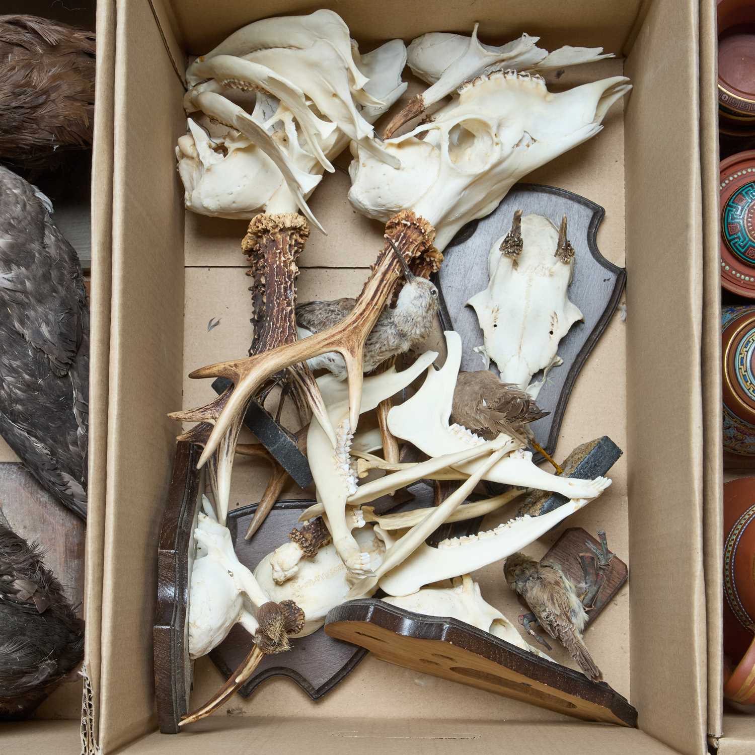 Lot 57 - A BOX OF ANTLERS AND TAXIDERMY BIRDS