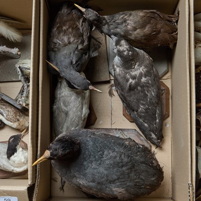 Lot 58 - FIVE TAXIDERMY BIRDS