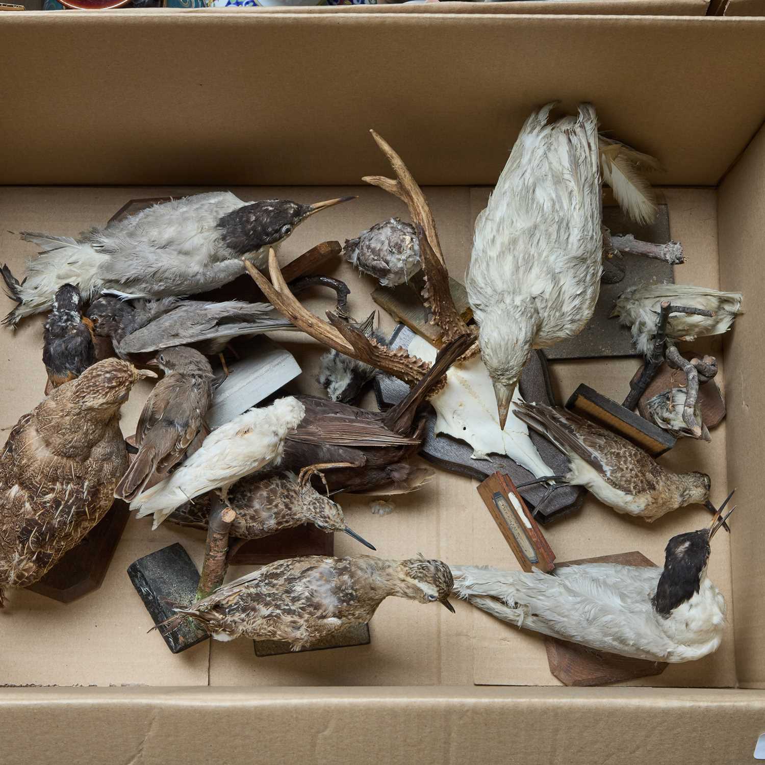 Lot 59 - A BOX OF TAXIDERMY BIRDS AND ANTLERS