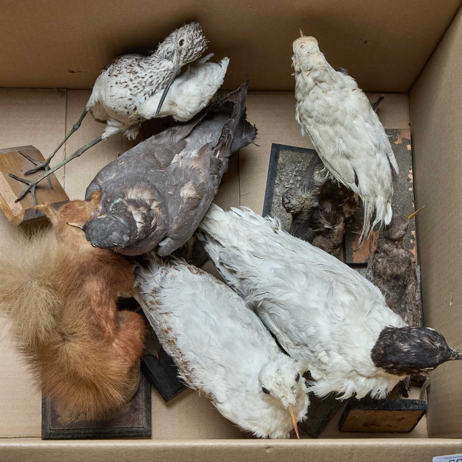 Lot 60 - A BOX OF TAXIDERMY