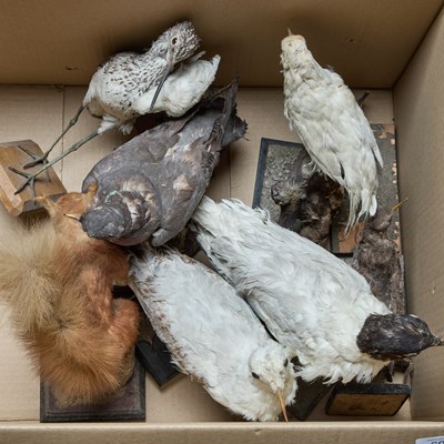 Lot 60 - A BOX OF TAXIDERMY