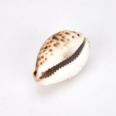 Lot 788 - A SAILOR'S SOUVENIR CARVED COWRIE SHELL
