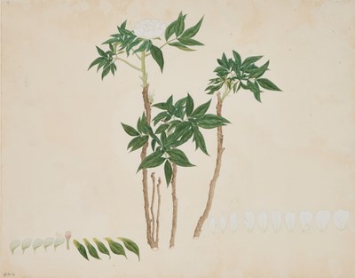 Lot CHINESE SCHOOL (18TH CENTURY)