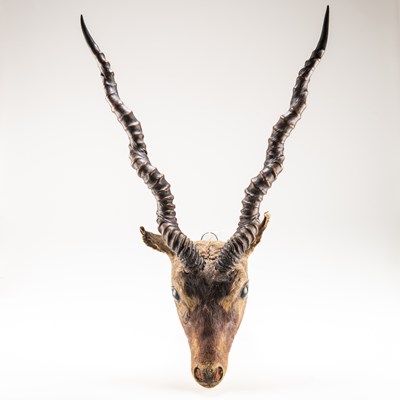 Lot 366 - TAXIDERMY: A RAJPUTAN BLACKBUCK (ANTILOPE CERVICAPRA RAJPUTANAE), LATE 19TH/EARLY 20TH CENTURY