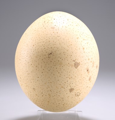 Lot 451 - AN OSTRICH EGG